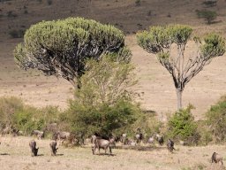 Bologonja_Seronera2009-61